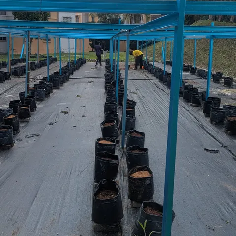 Rows of grow bags freshly filled with coco-peat under the fertigation frame