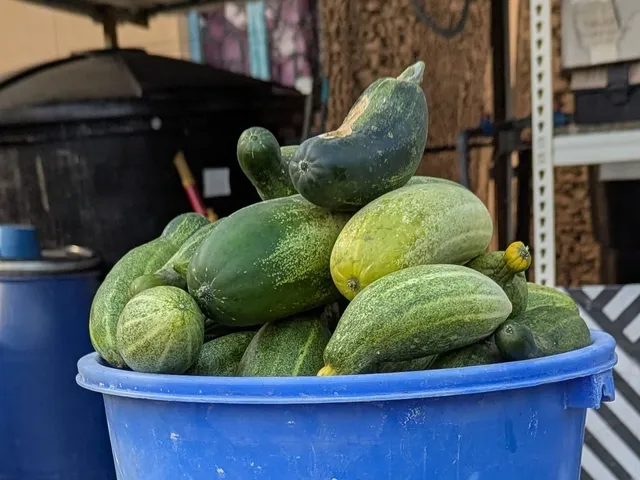 A bucket overflowing with freshly harvested green cucumbers