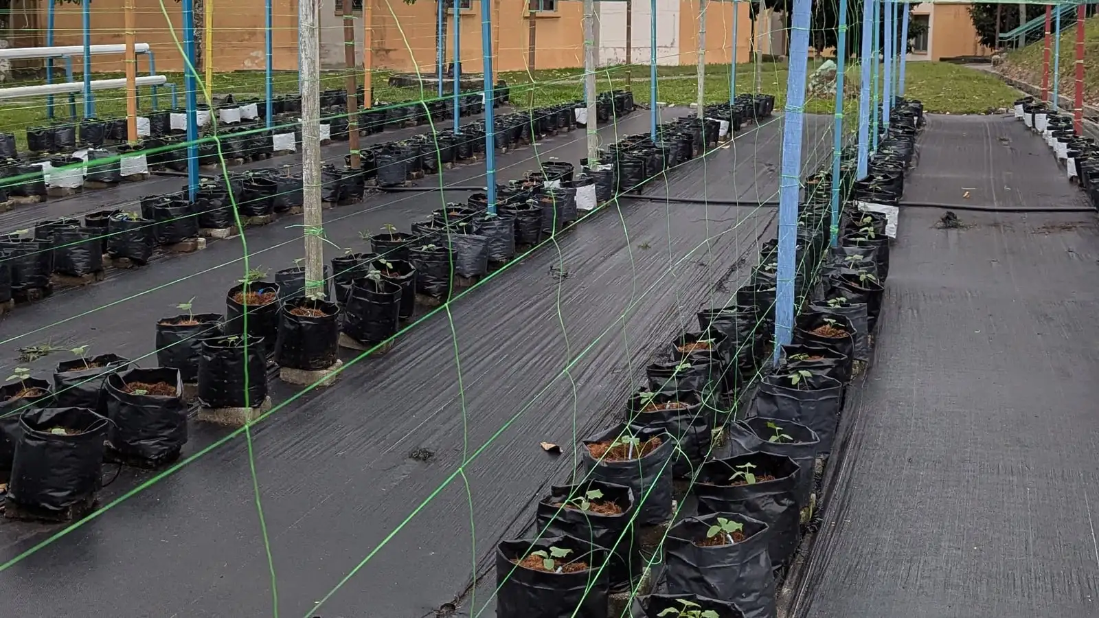 Rows of grow bags with young seedlings under the fertigation frame