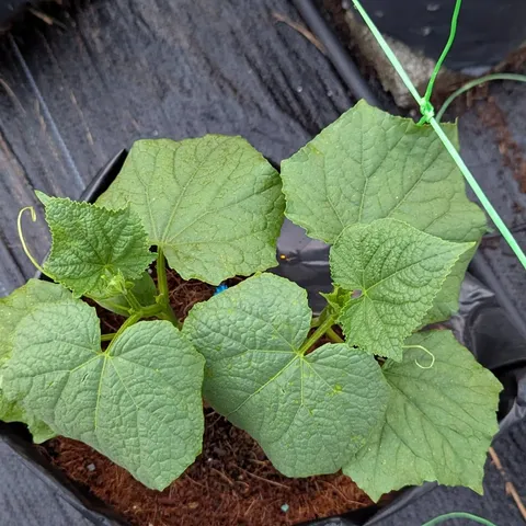 A young cucumber seedling with full leaves growing in its grow bag